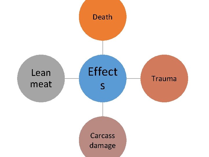 Death Lean meat Effect s Carcass damage Trauma 
