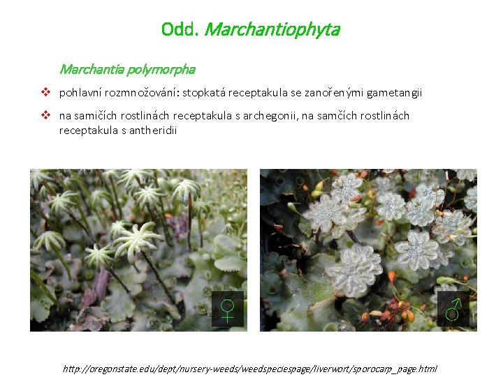 Odd. Marchantiophyta Marchantia polymorpha v pohlavní rozmnožování: stopkatá receptakula se zanořenými gametangii v na