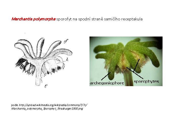 Marchantia polymorpha sporofyt na spodní straně samičího receptakula podle http: //upload. wikimedia. org/wikipedia/commons/7/7 c/