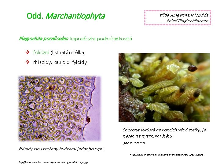 Odd. Marchantiophyta třída Jungermanniopsida čeleď Plagiochilaceae Plagiochila porelloides kapraďovka podhořankovitá v foliózní (listnatá) stélka