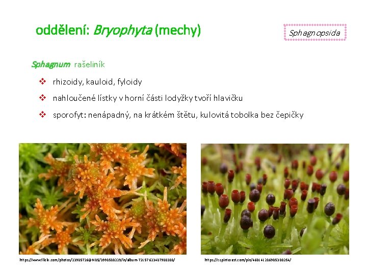 oddělení: Bryophyta (mechy) Sphagnopsida Sphagnum rašeliník v rhizoidy, kauloid, fyloidy v nahloučené lístky v