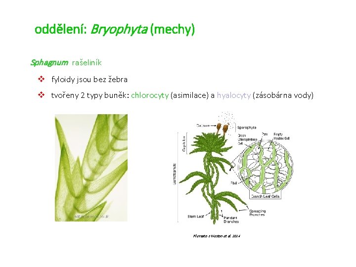 oddělení: Bryophyta (mechy) Sphagnum rašeliník v fyloidy jsou bez žebra v tvořeny 2 typy