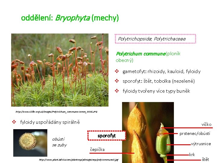 oddělení: Bryophyta (mechy) Polytrichopsida; Polytrichaceae Polytrichum commune (ploník obecný) v gametofyt: rhizoidy, kauloid, fyloidy