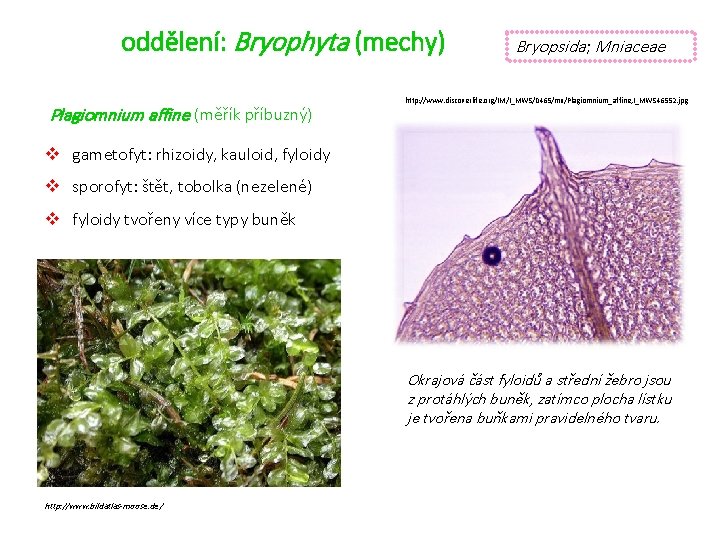 oddělení: Bryophyta (mechy) Plagiomnium affine (měřík příbuzný) Bryopsida; Mniaceae http: //www. discoverlife. org/IM/I_MWS/0465/mx/Plagiomnium_affine, I_MWS