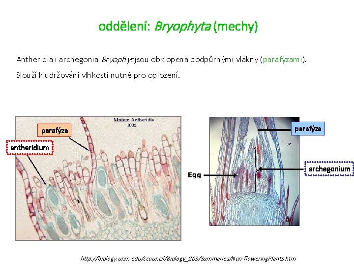 oddělení: Bryophyta (mechy) Antheridia i archegonia Bryophyt jsou obklopena podpůrnými vlákny (parafýzami). Slouží k