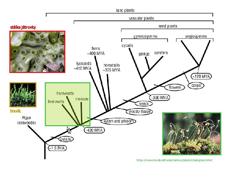 stélka játrovky hlevík https: //www. humboldt. edu/natmus/plants/cladogram. html 