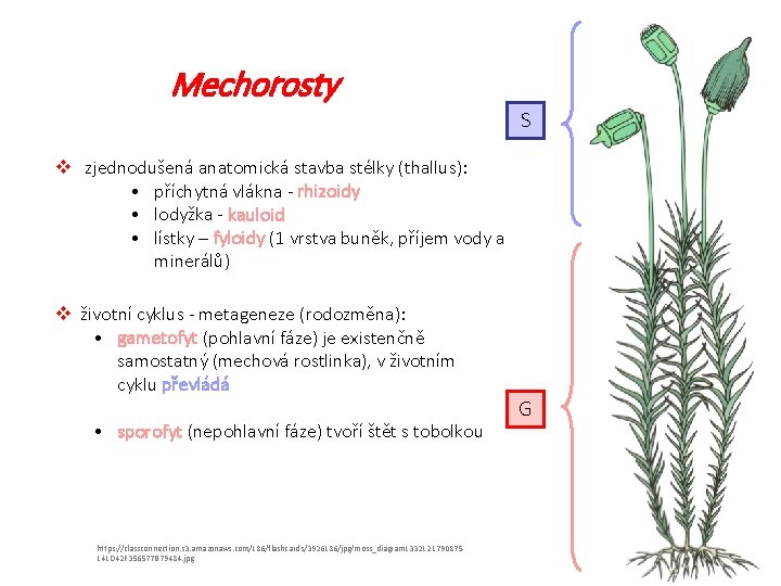 Mechorosty S v zjednodušená anatomická stavba stélky (thallus): • příchytná vlákna - rhizoidy •