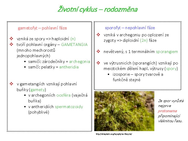 Životní cyklus – rodozměna gametofyt – pohlavní fáze v vzniká ze spory => haploidní