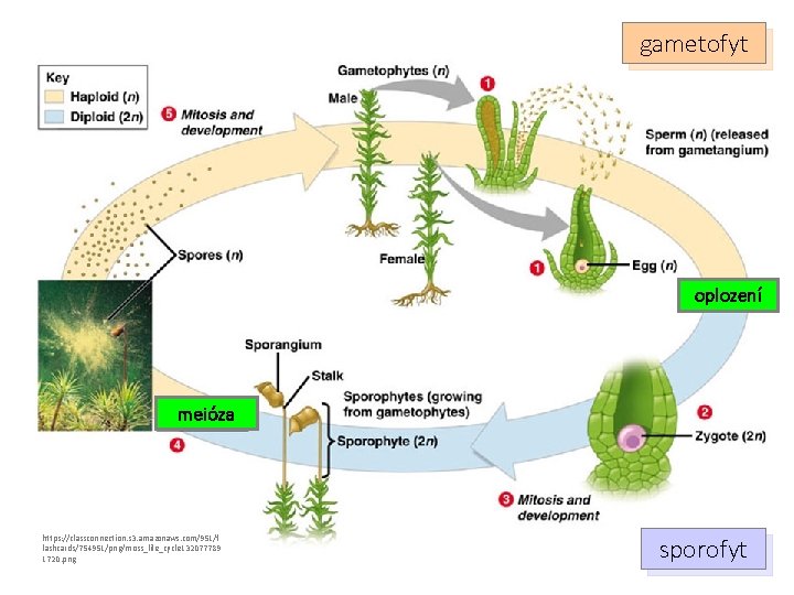 gametofyt oplození meióza https: //classconnection. s 3. amazonaws. com/951/f lashcards/754951/png/moss_life_cycle 132077789 1720. png sporofyt
