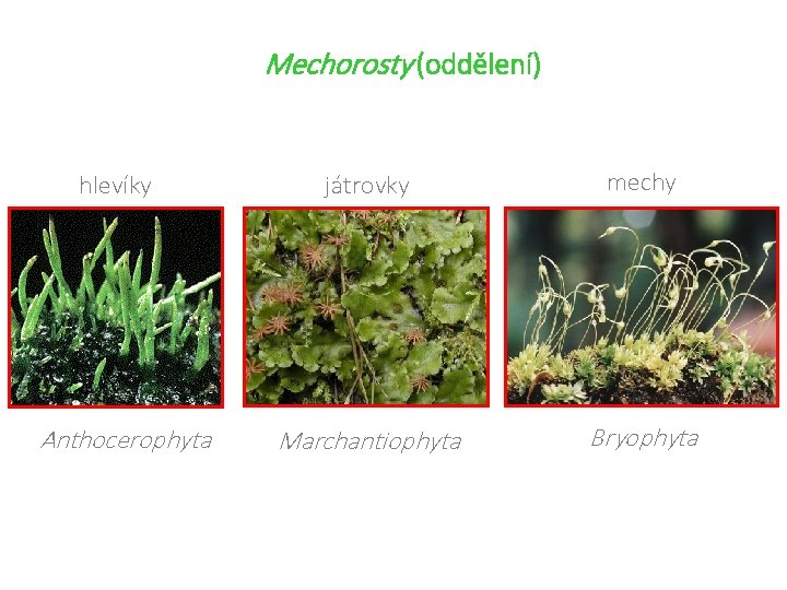 Mechorosty (oddělení) hlevíky Anthocerophyta játrovky mechy Marchantiophyta Bryophyta 