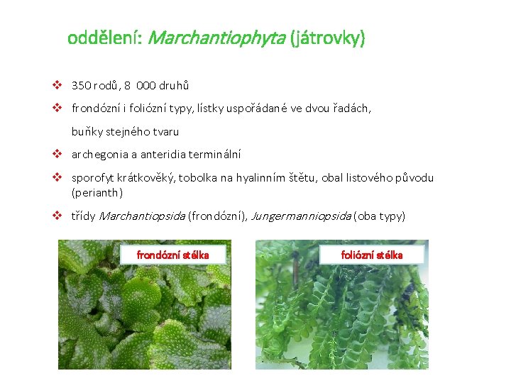 oddělení: Marchantiophyta (játrovky) v 350 rodů, 8 000 druhů v frondózní i foliózní typy,