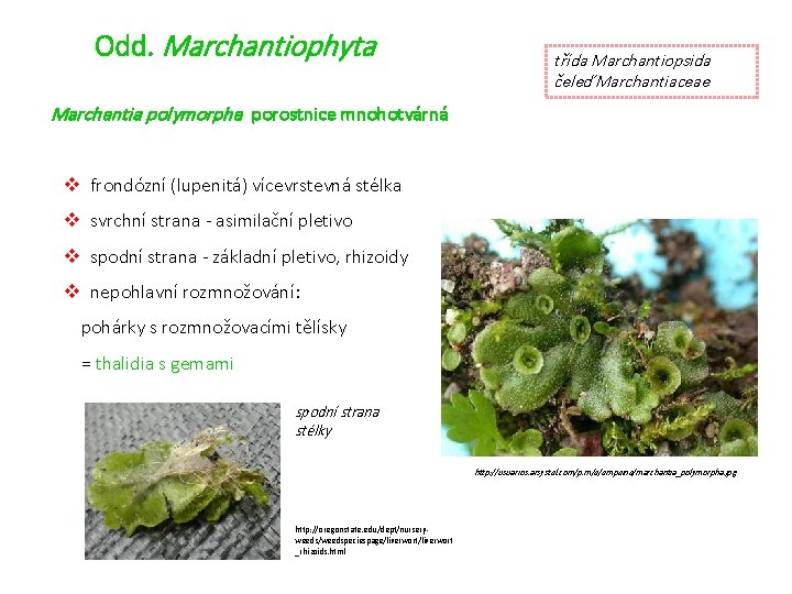 Odd. Marchantiophyta třída Marchantiopsida čeleď Marchantiaceae Marchantia polymorpha porostnice mnohotvárná v frondózní (lupenitá) vícevrstevná