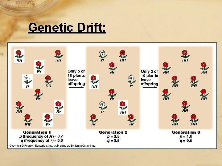 Genetic Drift: 