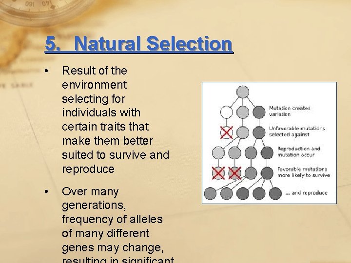 5. Natural Selection • Result of the environment selecting for individuals with certain traits