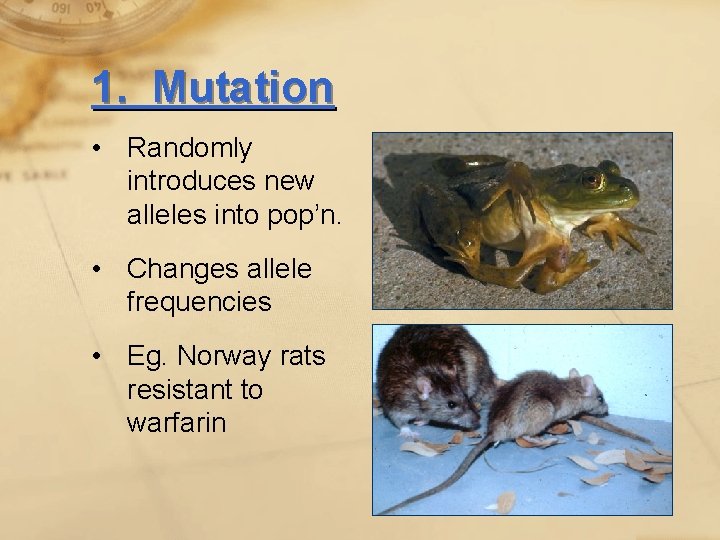 1. Mutation • Randomly introduces new alleles into pop’n. • Changes allele frequencies •
