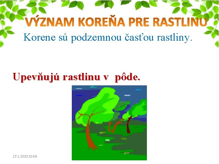Korene sú podzemnou časťou rastliny. Upevňujú rastlinu v pôde. 17. 1. 2022 20: 04 Korene sú podzemnou časťou rastliny. Upevňujú rastlinu v pôde. 17. 1. 2022 20: 04