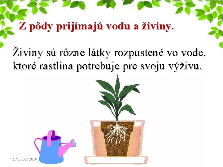 Z pôdy prijímajú vodu a živiny. Živiny sú rôzne látky rozpustené vo vode, ktoré Z pôdy prijímajú vodu a živiny. Živiny sú rôzne látky rozpustené vo vode, ktoré