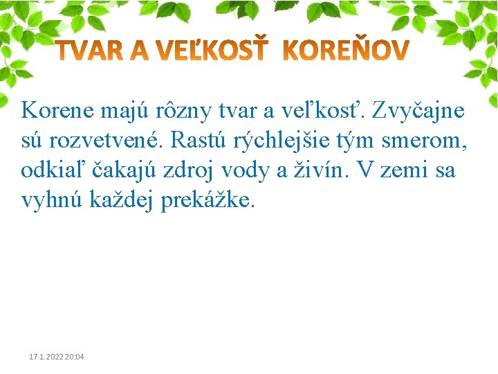 Korene majú rôzny tvar a veľkosť. Zvyčajne sú rozvetvené. Rastú rýchlejšie tým smerom, odkiaľ Korene majú rôzny tvar a veľkosť. Zvyčajne sú rozvetvené. Rastú rýchlejšie tým smerom, odkiaľ