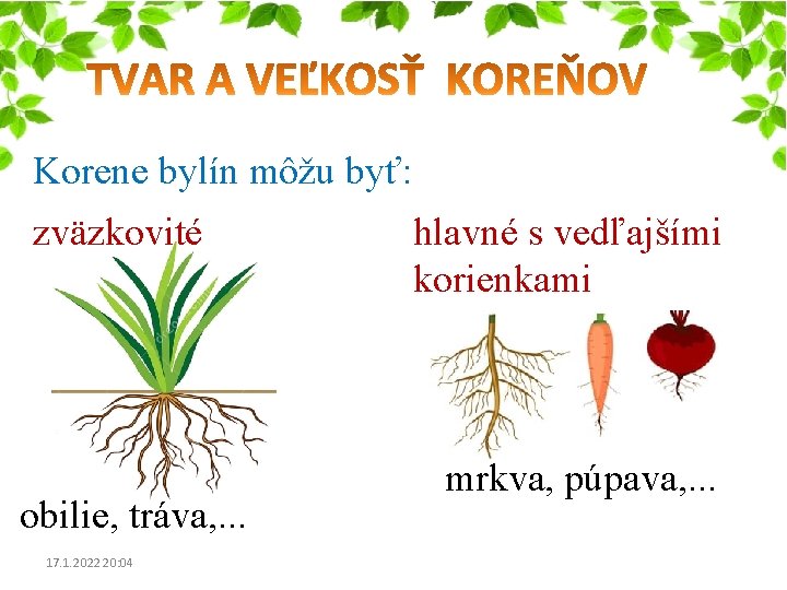 Korene bylín môžu byť: zväzkovité obilie, tráva, . . . 17. 1. 2022 20: Korene bylín môžu byť: zväzkovité obilie, tráva, . . . 17. 1. 2022 20:
