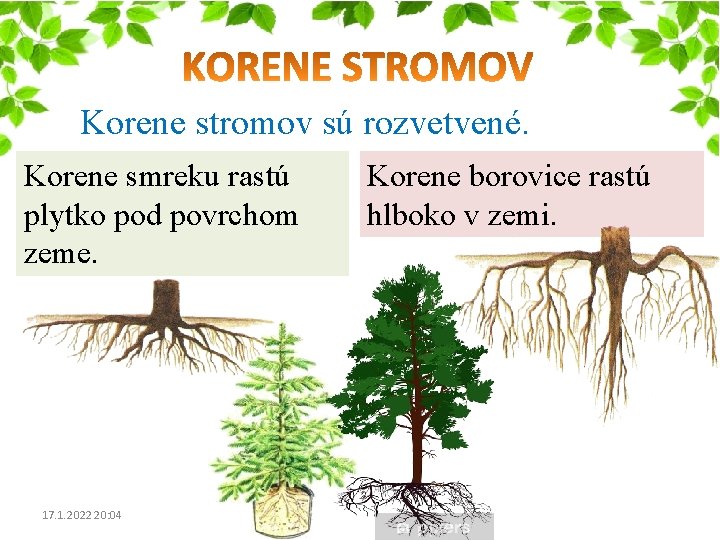 Korene stromov sú rozvetvené. Korene smreku rastú plytko pod povrchom zeme. 17. 1. 2022 Korene stromov sú rozvetvené. Korene smreku rastú plytko pod povrchom zeme. 17. 1. 2022