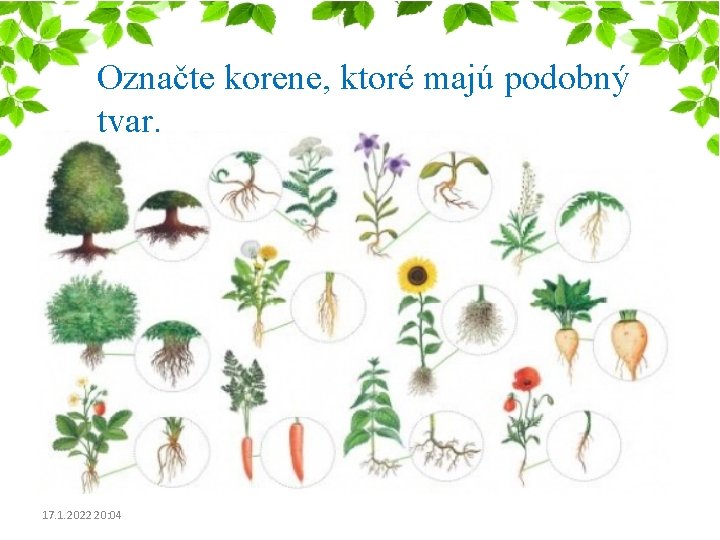 Označte korene, ktoré majú podobný tvar. 17. 1. 2022 20: 04 Označte korene, ktoré majú podobný tvar. 17. 1. 2022 20: 04
