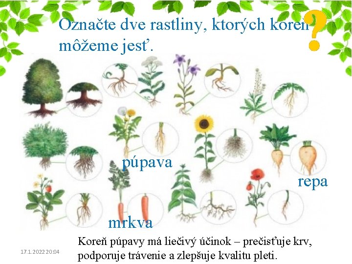 Označte dve rastliny, ktorých koreň môžeme jesť. púpava repa mrkva 17. 1. 2022 20: Označte dve rastliny, ktorých koreň môžeme jesť. púpava repa mrkva 17. 1. 2022 20:
