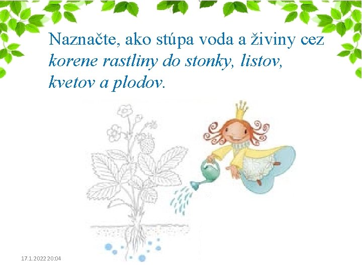 Naznačte, ako stúpa voda a živiny cez korene rastliny do stonky, listov, kvetov a Naznačte, ako stúpa voda a živiny cez korene rastliny do stonky, listov, kvetov a