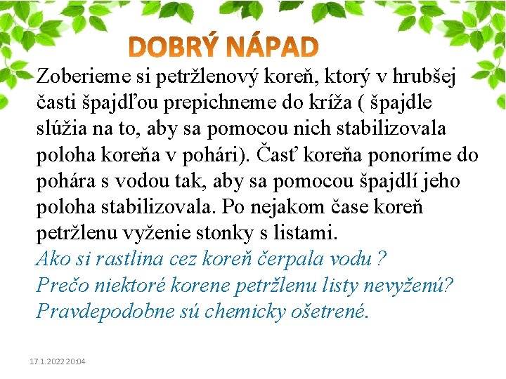 Zoberieme si petržlenový koreň, ktorý v hrubšej časti špajdľou prepichneme do kríža ( špajdle Zoberieme si petržlenový koreň, ktorý v hrubšej časti špajdľou prepichneme do kríža ( špajdle