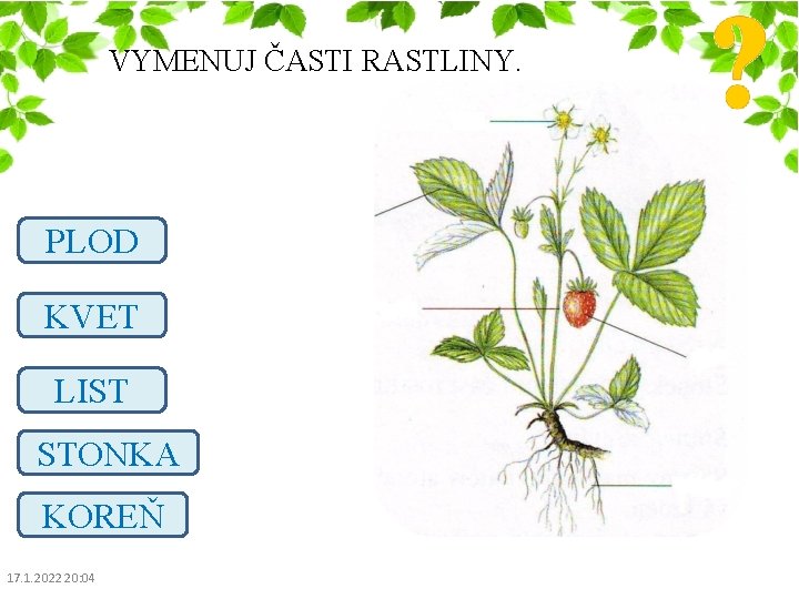 VYMENUJ ČASTI RASTLINY. PLOD KVET LIST STONKA KOREŇ 17. 1. 2022 20: 04 VYMENUJ ČASTI RASTLINY. PLOD KVET LIST STONKA KOREŇ 17. 1. 2022 20: 04