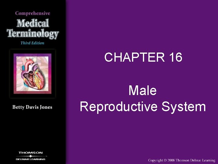 CHAPTER 16 Male Reproductive System 