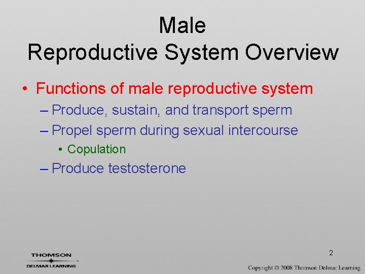 Male Reproductive System Overview • Functions of male reproductive system – Produce, sustain, and