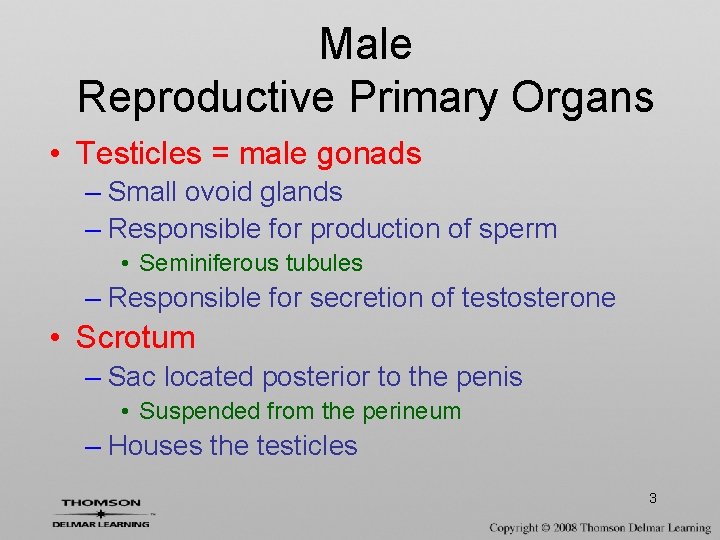 Male Reproductive Primary Organs • Testicles = male gonads – Small ovoid glands –