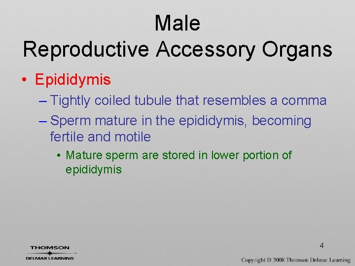 Male Reproductive Accessory Organs • Epididymis – Tightly coiled tubule that resembles a comma