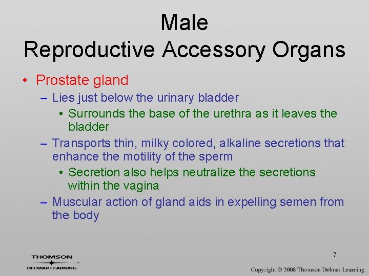 Male Reproductive Accessory Organs • Prostate gland – Lies just below the urinary bladder