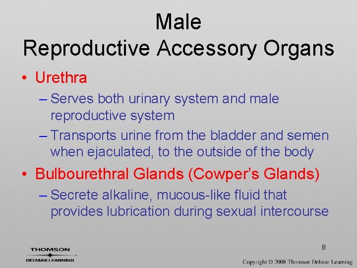 Male Reproductive Accessory Organs • Urethra – Serves both urinary system and male reproductive