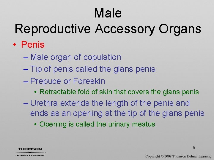 Male Reproductive Accessory Organs • Penis – Male organ of copulation – Tip of