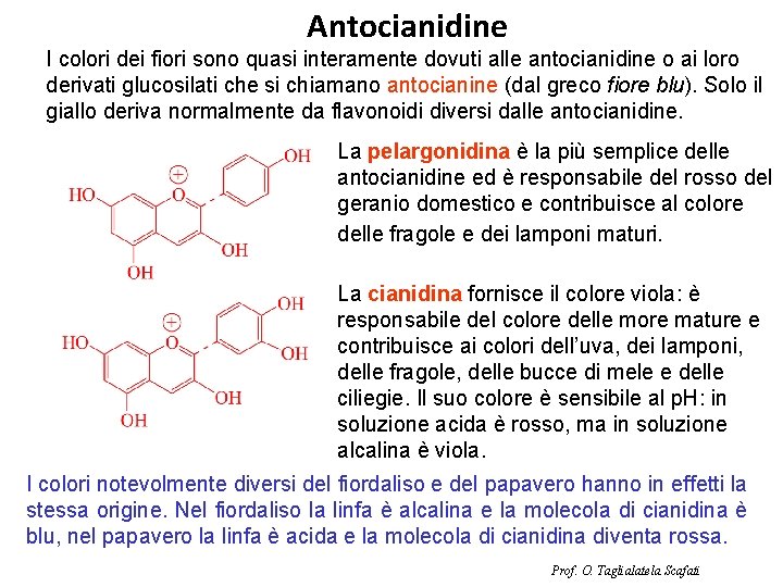 Antocianidine I colori dei fiori sono quasi interamente dovuti alle antocianidine o ai loro