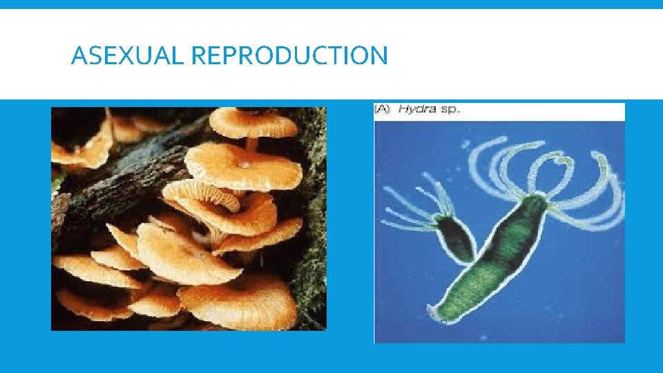 ASEXUAL REPRODUCTION 