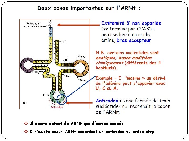 v Il existe autant de ARNt que d’acides aminés v Il n’existe aucun ARNt