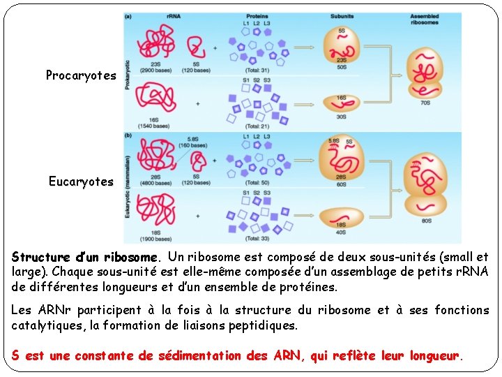 Procaryotes Eucaryotes Structure d’un ribosome. Un ribosome est composé de deux sous-unités (small et