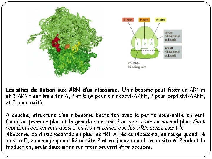 Les sites de liaison aux ARN d’un ribosome. Un ribosome peut fixer un ARNm