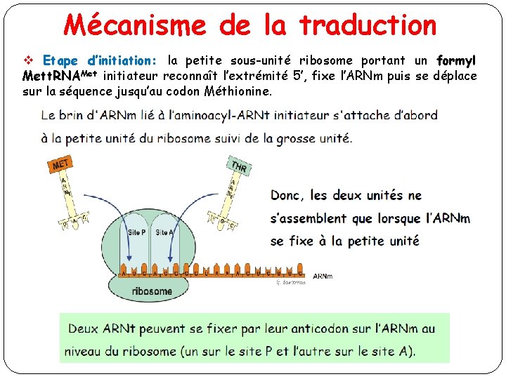 Mécanisme de la traduction v Etape d’initiation: la petite sous-unité ribosome portant un formyl