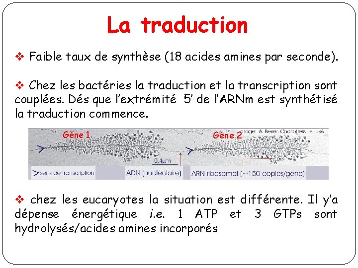 La traduction v Faible taux de synthèse (18 acides amines par seconde). v Chez