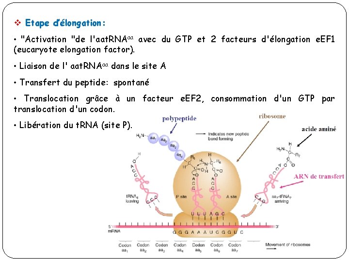 v Etape d’élongation: • "Activation "de l'aat. RNAaa avec du GTP et 2 facteurs