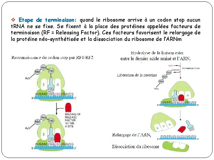 v Etape de terminaison: quand le ribosome arrive à un codon stop aucun t.