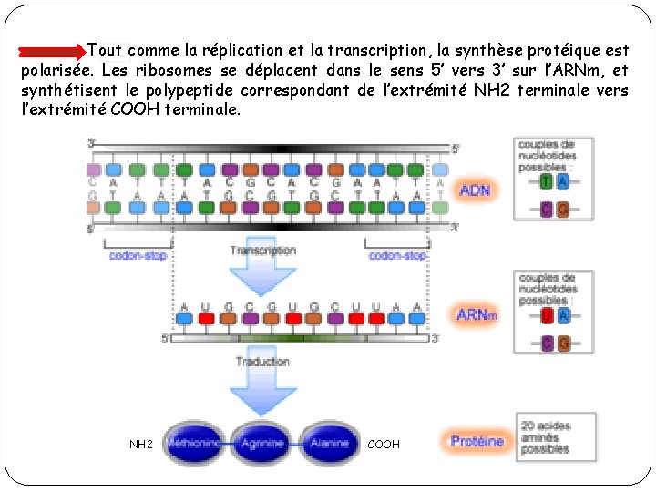 Tout comme la réplication et la transcription, la synthèse protéique est polarisée. Les ribosomes