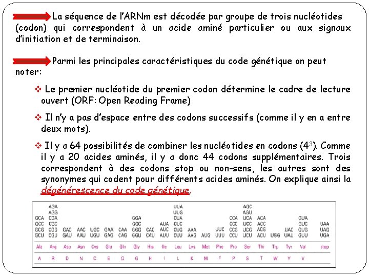 La séquence de l’ARNm est décodée par groupe de trois nucléotides (codon) qui correspondent