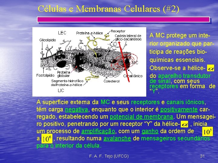 Células e Membranas Celulares (#2) A MC protege um interior organizado que participa de
