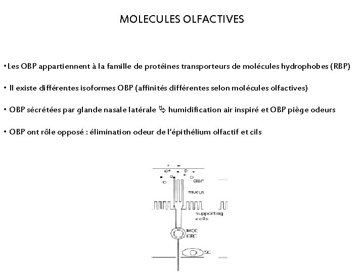 MOLECULES OLFACTIVES • Les OBP appartiennent à la famille de protéines transporteurs de molécules