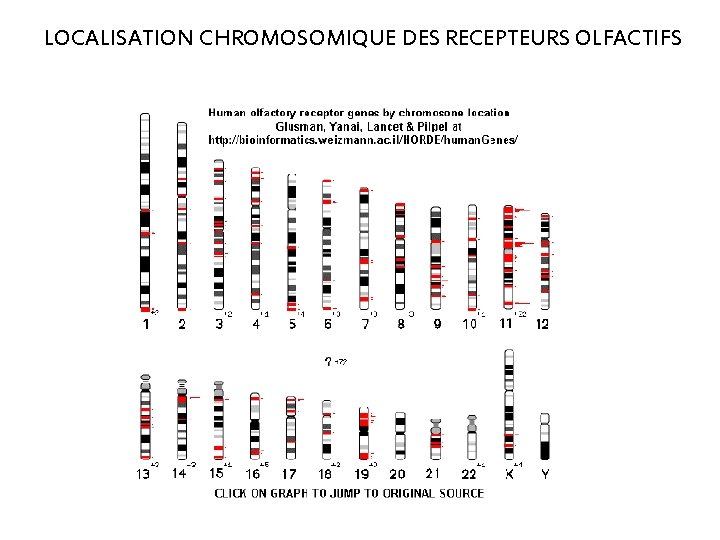 LOCALISATION CHROMOSOMIQUE DES RECEPTEURS OLFACTIFS 